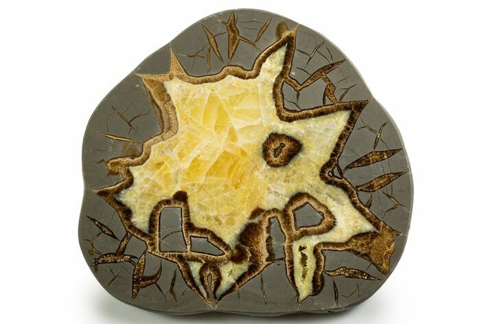 Polished Septarian Slab - Utah #338251